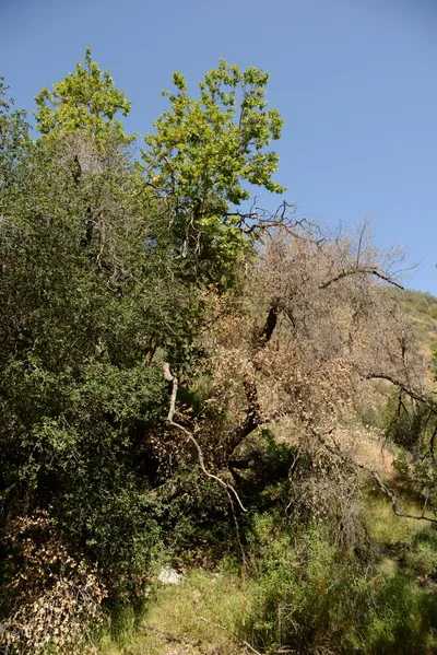 DSC_1636 (Large).JPG